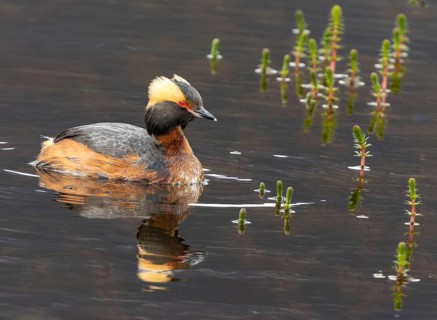 Slavonian grebe (Podiceps auritus) swimming with its reflection in a pond, Grimsey Island, Iceland