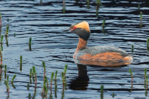 Slavonian grebe (Podiceps auritus) swimming in a pond, Grimsey Island, Iceland