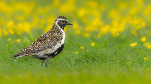 Golden plover (Pluvialis apricaria) breeds on wet meadows, Grimsey Island, Iceland