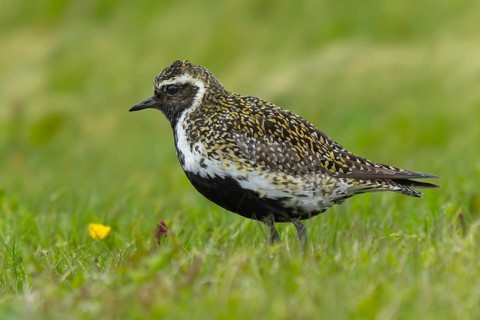 Golden plover (Pluvialis apricaria) in its habitat on wet meadows, Grimsey Island, Iceland