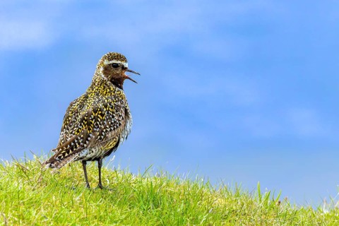 Golden plover (Pluvialis apricaria) singing in a meadow, Grimsey Island, Iceland