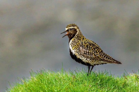 Golden plover (Pluvialis apricaria) singing in its habitat, Grimsey Island, Iceland