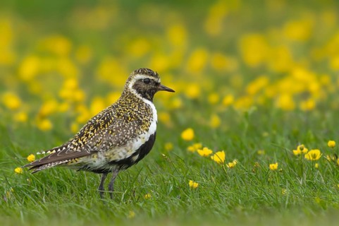Golden plover (Pluvialis apricaria) in a flower meadow, Grimsey Island, Iceland