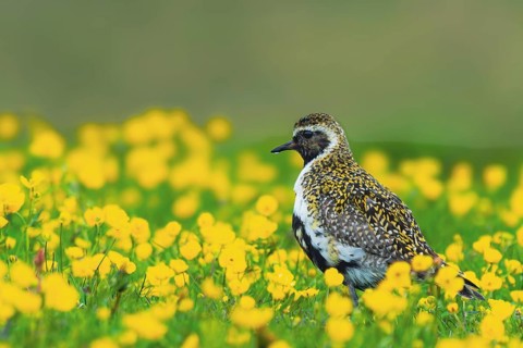 Golden plover (Pluvialis apricaria) foraging in a flower meadow, Grimsey Island, Iceland