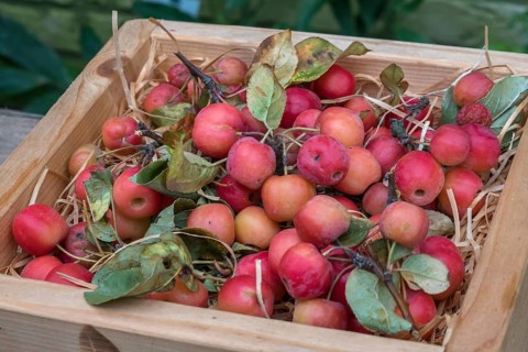 Ornamental apple (Malus spec.), fruit in a wooden box, North Rhine-Westphalia, Germany