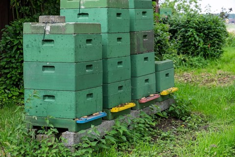 Beehives in a meadow, North Rhine-Westphalia, Germany