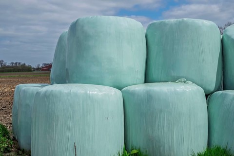 Silage, silage bales, silage bales in green plastic film, Münsterland, North Rhine-Westphalia,