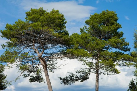 2 Pine trees (Pinus pinea) in front of a blue sky