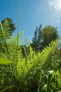 Lady fern, common lady fern, common wood fern, lady fern (Athyrium filix-femina)