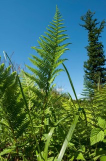 Lady fern, common lady fern, common wood fern, lady fern (Athyrium filix-femina)