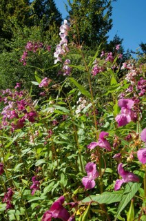 Himalayan balsam (Impatiens glandulifera)