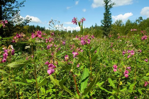 Himalayan balsam (Impatiens glandulifera)