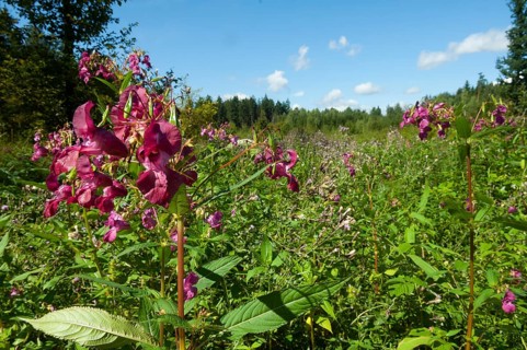 Himalayan balsam (Impatiens glandulifera)