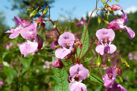 Himalayan balsam (Impatiens glandulifera)