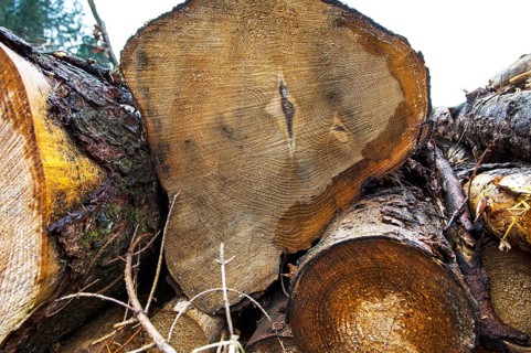 Stacked tree trunks