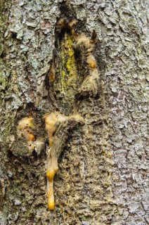 Tree bark, resin flows from damaged bark
