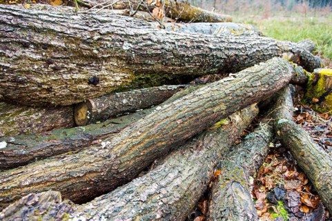 Stacked tree trunks lie next to cleared forest area