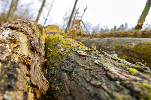 Stacked tree trunks lie next to cleared forest area