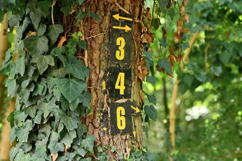 Numbers 3 and 4 with arrows painted on tree covered in ivy marking hiking path in forest