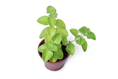 Cuban oregano in a brown pot. Herbal Plectranthus amboinicus houseplant with thick green leaves
