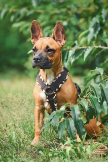 Cute dog wearing Y-shaped harness sitting among grass and plants