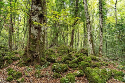The Foresta Umbra, ancient beech forest and part of the Gargano National Park, Gargano, Apulia,