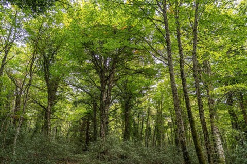 The Foresta Umbra, ancient beech forest and part of the Gargano National Park, Gargano, Apulia,