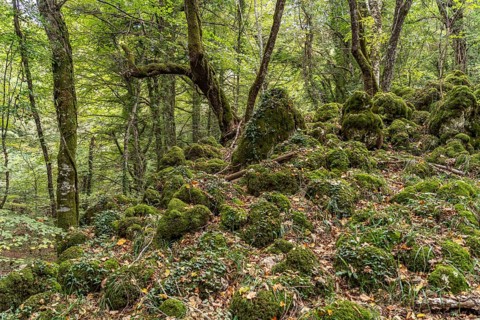 The Foresta Umbra, ancient beech forest and part of the Gargano National Park, Gargano, Apulia,
