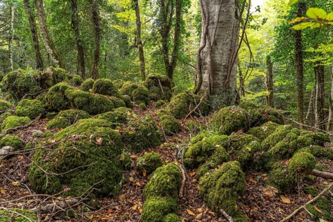 The Foresta Umbra, ancient beech forest and part of the Gargano National Park, Gargano, Apulia,