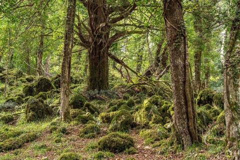 The Foresta Umbra, ancient beech forest and part of the Gargano National Park, Gargano, Apulia,
