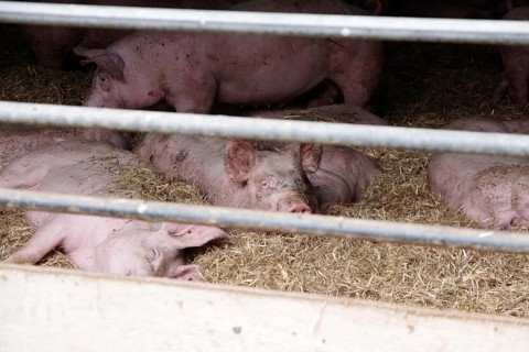 Domestic pig (Sus scrofa domesticus), pigsty, resting, straw, grid, free range, husbandry,