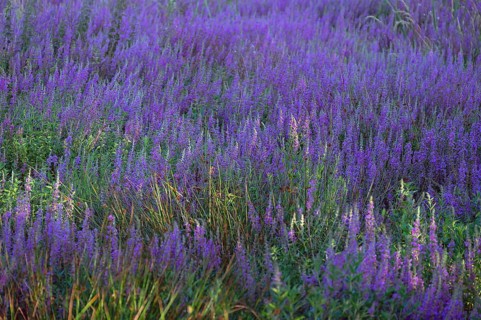 Purple loosestrife (Lythrum salicaria) in a dry carp pond, Eckental, Middle Franconia, Bavaria,