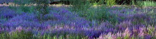 Purple loosestrife (Lythrum salicaria) in a dry carp pond, Eckental, Middle Franconia, Bavaria,
