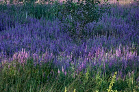 Purple loosestrife (Lythrum salicaria) in a dry carp pond, Eckental, Middle Franconia, Bavaria,