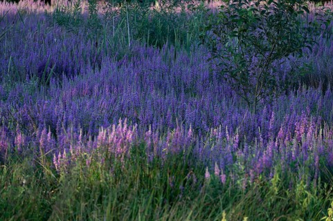 Purple loosestrife (Lythrum salicaria) in a dry carp pond, Eckental, Middle Franconia, Bavaria,