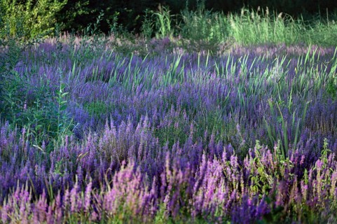 Purple loosestrife (Lythrum salicaria) in a dry carp pond, Eckental, Middle Franconia, Bavaria,