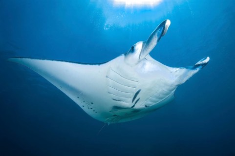 Underwater photo of giant manta ray (Manta birostris) Giant ray swimming through open water Open