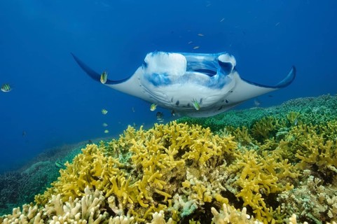Underwater photo of coastal reef manta ray (Mobula alfredi) synonym ray common name devil ray swims