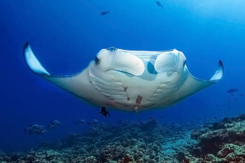 Underwater photo of coastal reef manta ray (Mobula alfredi) synonym ray common name devil ray swims