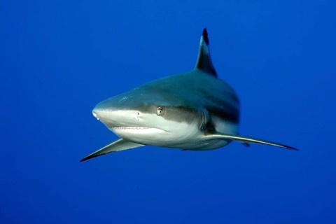 Underwater photo of large blacktip reef shark (Carcharhinus melanopterus) blacktip reef shark