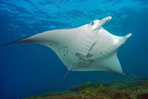 Underwater photo of coastal reef manta ray (Mobula alfredi) synonym ray common name devil ray swims
