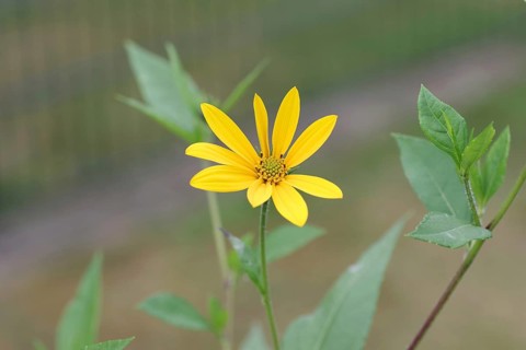 Jerusalem artichoke (Helianthus tuberosus), flower, yellow, crop plant, leaves, close-up, A single