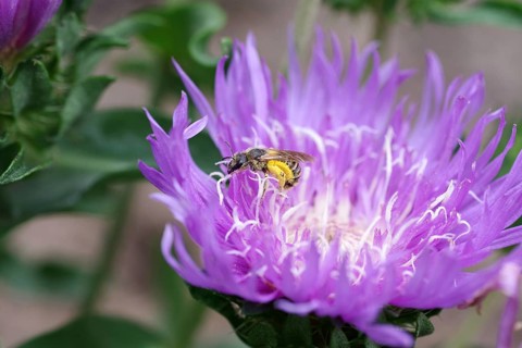 Yellow-banded furrow bee (Halictus scabiosae), cornflower aster (Stokesia laevis), macro, nectar,