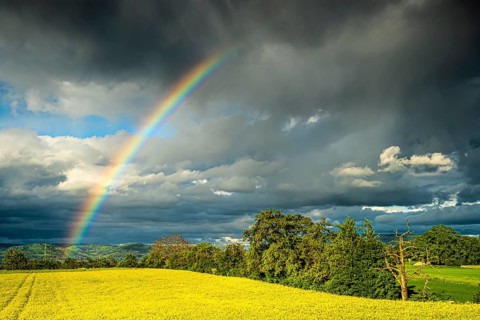 Cultivated landscape with yellow blossoming rape field. Rainbow in the sky after a thunderstorm,