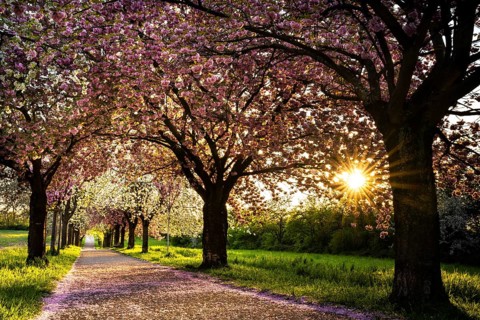 Blossoming avenue with cherry trees in white and pink. Evening sun. Rhine-Neckar district,