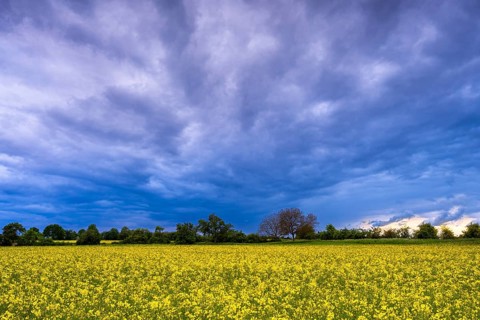 Cultivated landscape with yellow blossoming rape field. Dramatic sky with fan-shaped dark clouds.