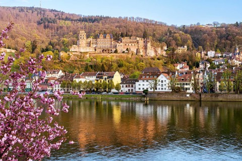 Heidelberg, the castle and the river Neckar on a sunny day in spring, a pink blossoming tree in the