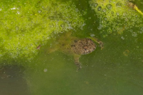 A yellow-bellied toad (Bombina variegata) swimming in greenish water of a forest puddle with algae
