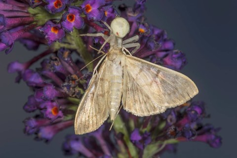 Variable crab spine (Misumena vatia) with captured moth on purple flowers against a blurred