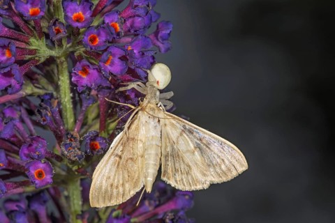 A moth caught by a variable crab spider (Misumena vatia) on a purple buddleja flower visible in